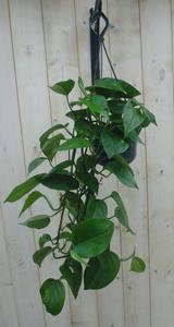 Warentuin Natuurlijk Hangplant Epipremnum donker groen