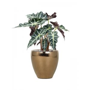 Plantenwinkel.nl Plant in Pot Alocasia Polly 50 cm kamerplant in Amora Gold 21 cm bloempot
