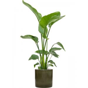 Plantenwinkel.nl Plant in Pot Strelitzia Nicolai 135 cm kamerplant in Cylinder Green 30 cm bloempot