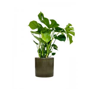Plantenwinkel.nl Plant in Pot Monstera Deliciosa 100 cm kamerplant in Cylinder green 30 cm bloempot
