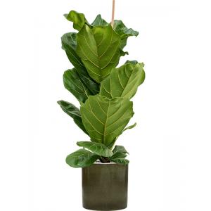 Plantenwinkel.nl Plant in Pot Ficus Lyrata 125 cm kamerplant in Cylinder Green 30 cm bloempot