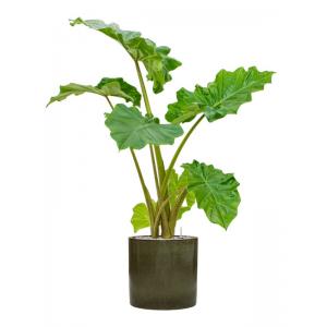 Plantenwinkel.nl Plant in Pot Alocasia Portadora 120 cm M kamerplant in Cylinder Green 30 cm bloempot