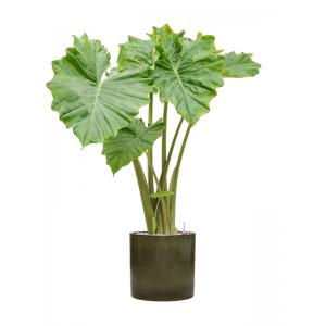 Plantenwinkel.nl Plant in Pot Alocasia Portadora 120 cm L kamerplant in Cylinder Green 30 cm bloempot