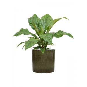 Plantenwinkel.nl Plant in Pot Anthurium Ellipticum Jungle Bush 70 cm kamerplant in Cylinder Green 30 cm bloempot