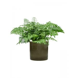 Plantenwinkel.nl Plant in Pot Asplenium Dimorphum Parvati 70 cm kamerplant in Cylinder Green 30 cm bloempot