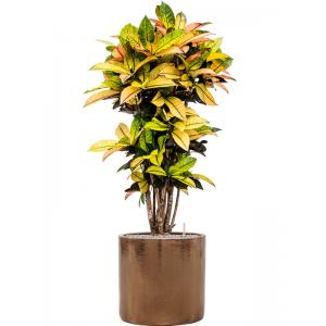 Plantenwinkel.nl Plant in Pot Croton Variegatum Mrs Iceton 140 cm kamerplant in Cylinder Gold 40 cm bloempot