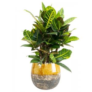 Plantenwinkel.nl Plant in Pot Croton Variegatum Petra 75 cm kamerplant in Lindy Ochre 30 cm bloempot