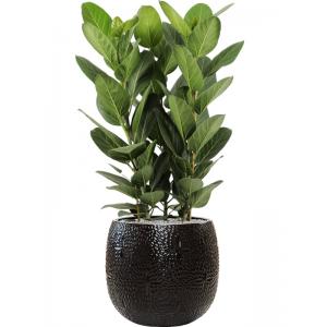 Plantenwinkel.nl Plant in Pot Ficus Benghalensis Audrey 110 cm kamerplant in Marly Black 41 cm bloempot