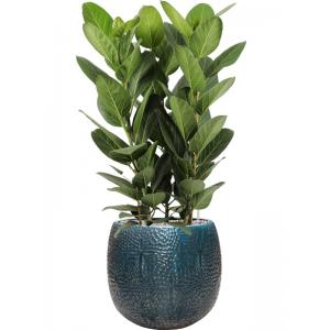 Plantenwinkel.nl Plant in Pot Ficus Benghalensis Audrey 110 cm kamerplant in Marly Ocean Blue 41 cm bloempot
