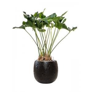 Plantenwinkel.nl Plant in Pot Anthurium Arrow 120 cm kamerplant in Marly Black 41 cm bloempot