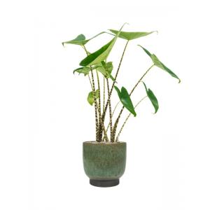 Plantenwinkel.nl Plant in Pot Alocasia Zebrina 90 cm kamerplant in Linn Deep Green 25 cm bloempot