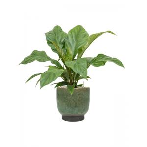 Plantenwinkel.nl Plant in Pot Anthurium Ellipticum Jungle Bush 70 cm kamerplant in Linn Deep Green 25 cm bloempot