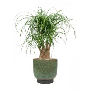 Plantenwinkel.nl Plant in Pot Beaucarnea Recturvata 75 cm kamerplant in Linn Deep Green 25 cm bloempot