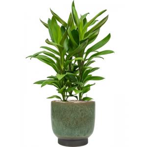 Plantenwinkel.nl Plant in Pot Cordyline Fructicosa Glauca 80 cm kamerplant in Linn Deep Green 25 cm bloempot
