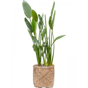 Plantenwinkel.nl Plant in Pot Strelitzia Reginae 130 cm kamerplant in Bohemian Bamboo 37 cm bloempot