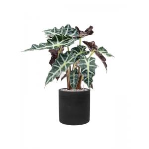 Plantenwinkel.nl Plant in Pot Alocasia Polly 70 cm kamerplant in Rough Black Washed 25 cm bloempot