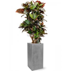 Plantenwinkel.nl Plant in Pot Croton Variegatum Petra 150 cm kamerplant in Fiberstone Grey 30x30 bloempot