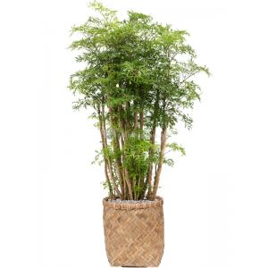 Plantenwinkel.nl Plant in Pot Polyscias Aralia Ming 115 cm kamerplant in Bohemian Bamboo 31 cm bloempot