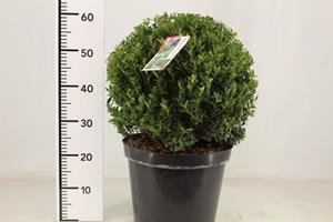 Tuinplant.nl Japanse hulst bol buxusvervanger