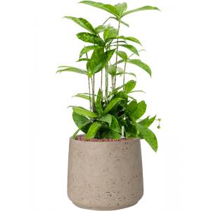 Plantenwinkel.nl Plant in Pot Dracaena Surculosa 55 cm kamerplant in Rough Grey Washed 23 cm bloempot