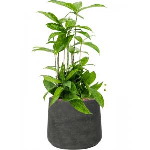 Plantenwinkel.nl Plant in Pot Dracaena Surculosa 55 cm kamerplant in Rough Black Washed 23 cm bloempot