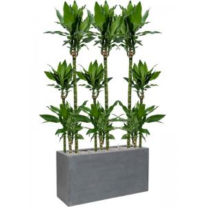 Plantenwinkel.nl Plant in Pot Dracaena Fragans Burundii 165 cm kamerplant in Fiberstone Grey 100x40 cm bloempot