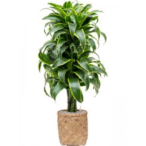 Plantenwinkel.nl Plant in Pot Dracaena Fragans Dorado 130 cm kamerplant in Bohemian Bamboo 31 cm bloempot