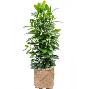 Plantenwinkel.nl Plant in Pot Ficus Cyathistipula 135 cm kamerplant in Bohemian Bamboo 37 cm bloempot