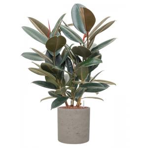 Plantenwinkel.nl Plant in Pot Ficus Elastica Abidjan 90 cm kamerplant in Rough Grey Washed 25 cm bloempot