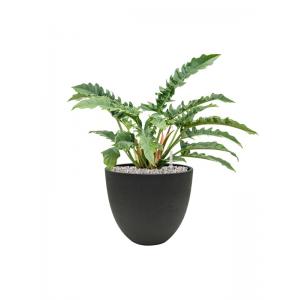 Plantenwinkel.nl Plant in Pot Philodendron Narrow 65 cm kamerplant in Rough Black Washed 32 cm bloempot
