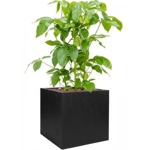 Plantenwinkel.nl Plant in Pot Schefflera Actinophylla Amate 120 cm kamerplant in Fiberstone Black 50x50 bloempot