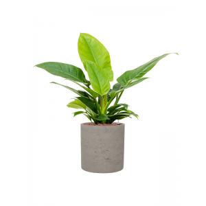 Plantenwinkel.nl Plant in Pot Philodendron Imperial Green 70 cm kamerplant in Rough Grey Washed 25 cm bloempot