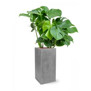 Plantenwinkel.nl Plant in Pot Monstera Deliciosa 130 cm kamerplant in Fiberstone Grey 30x30 cm bloempot