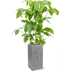 Plantenwinkel.nl Plant in Pot Schefflera Actinophylla Amate 155 cm kamerplant in Fiberstone Grey 30x30 bloempot