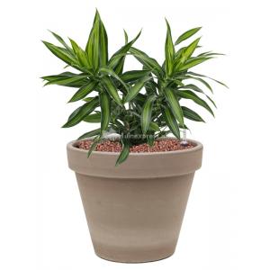 Plantenwinkel.nl Plant in Pot Dracaena Reflexa Song of Jamaica 40 cm kamerplant in Terra Cotta Grijs 24 cm bloempot