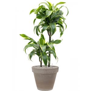 Plantenwinkel.nl Plant in Pot Dracaena Fragans Dorado 105 cm kamerplant in Terra Cotta Grijs 35 cm bloempot