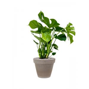 Plantenwinkel.nl Plant in Pot Monstera Deliciosa 100 cm kamerplant in Terra Cotta Grijs 35 cm bloempot