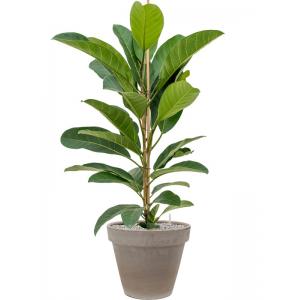 Plantenwinkel.nl Plant in Pot Ficus Benghalensis Roy 115 cm kamerplant in Terra Cotta Grijs 35 cm bloempot