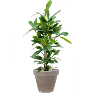 Plantenwinkel.nl Plant in Pot Ficus Cyathistipula 115 cm kamerplant in Terra Cotta Grijs 35 cm bloempot