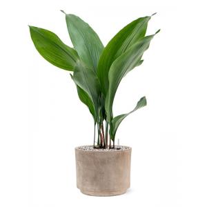 Plantenwinkel.nl Plant in Pot Aspidistra Elatior 60 cm kamerplant in Terra Cotta Grijs 20 cm bloempot