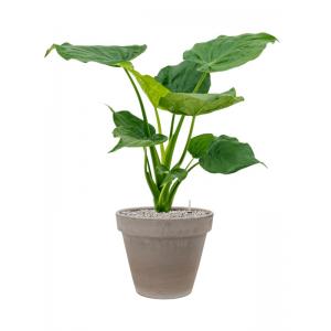 Plantenwinkel.nl Plant in Pot Alocasia Cucullata 85 cm kamerplant in Terra Cotta Grijs 35 cm bloempot