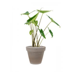 Plantenwinkel.nl Plant in Pot Alocasia Zebrina 90 cm kamerplant in Terra Cotta Grijs 35 cm bloempot