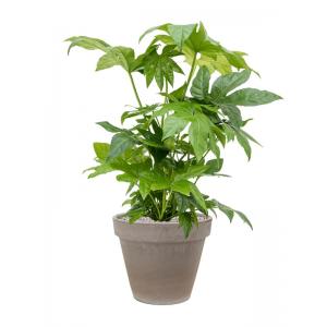 Plantenwinkel.nl Plant in Pot Fatsia Japonica 90 cm kamerplant in Terra Cotta Grijs 35 cm bloempot