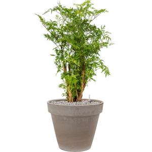 Plantenwinkel.nl Plant in Pot Aralia Ming 85 cm kamerplant in Terra Cotta Grijs 35 cm bloempot