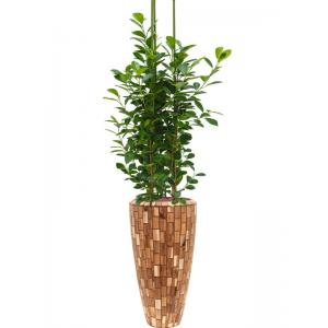 Plantenwinkel.nl Plant in Pot Ficus Microcarpa Moclame 175 cm kamerplant in Baq Facets Jenga 35 cm bloempot