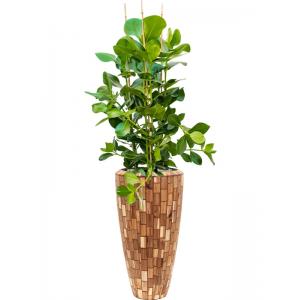 Plantenwinkel.nl Plant in Pot Clusia Rosea 155 cm kamerplant in Baq Facets Jenga 35 cm bloempot