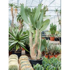 Plantenwinkel.nl Cactus Opuntia Consolea XL 190 cm kamerplant