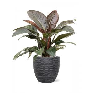 Plantenwinkel.nl Plant in Pot Philodendron Imperial Red 75 cm kamerplant in Baq Angle Anthracite 30 cm bloempot