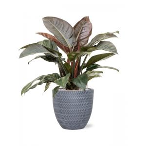 Plantenwinkel.nl Plant in Pot Philodendron Imperial Red 75 cm kamerplant in Baq Angle Grey 30 cm bloempot