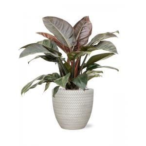Plantenwinkel.nl Plant in Pot Philodendron Imperial Red 75 cm kamerplant in Baq Angle White 30 cm bloempot